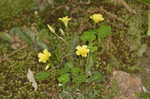 Yellow woodsorrel